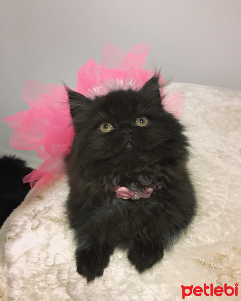 İran Kedisi (Persian), Kedi  Lidya fotoğrafı