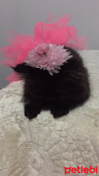 İran Kedisi (Persian), Kedi  Lidya fotoğrafı