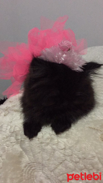 İran Kedisi (Persian), Kedi  Lidya fotoğrafı