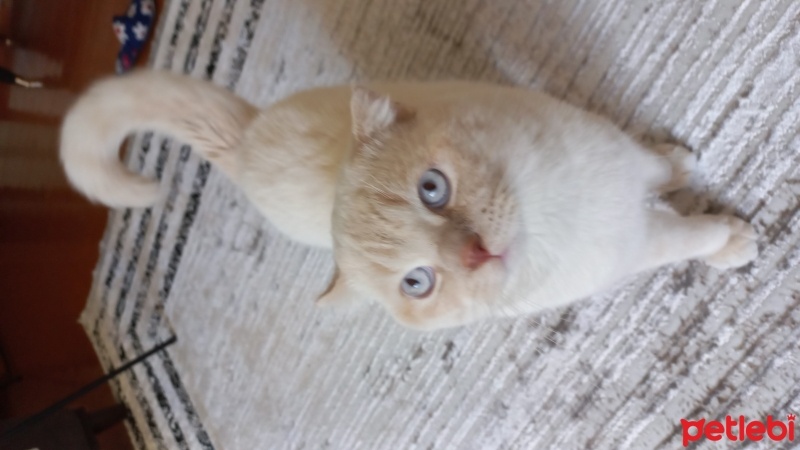 Brazilian Shorthair, Kedi  Sütlaç fotoğrafı