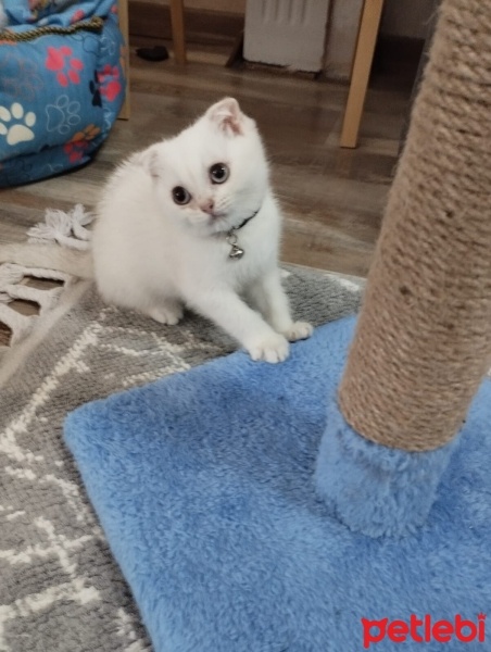 Scottish Fold, Kedi  Scotish fotoğrafı