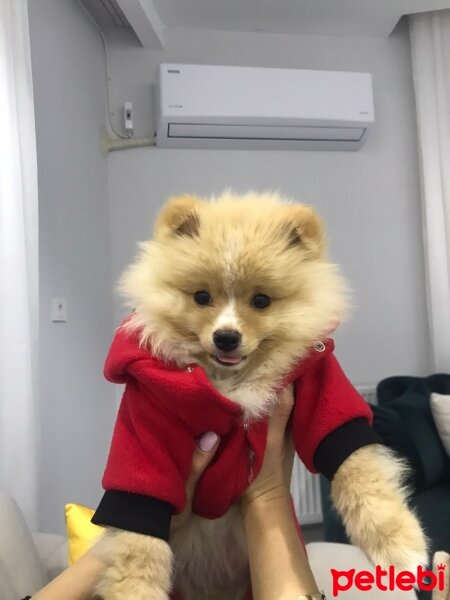 Pomeranyalı, Köpek  Lucky fotoğrafı