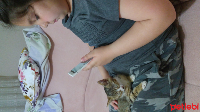 Tekir Kedi, Kedi  Lokum fotoğrafı