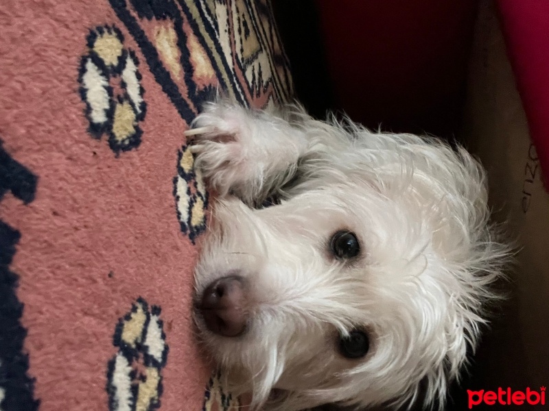 Maltese, Köpek  Kuki fotoğrafı