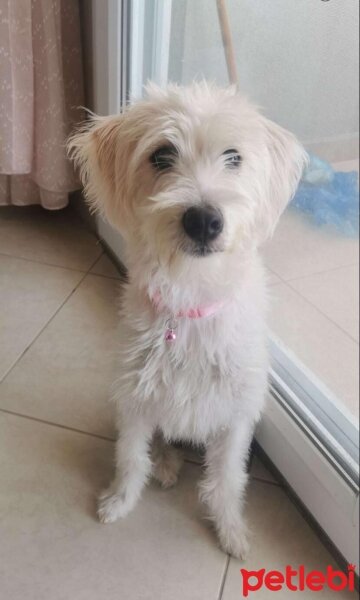 Maltese, Köpek  Kuki fotoğrafı