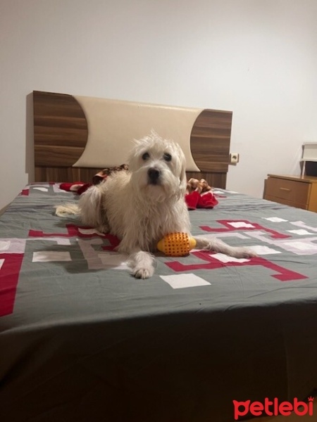 Maltese, Köpek  Kuki fotoğrafı