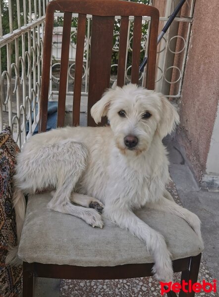 Maltese, Köpek  Kuki fotoğrafı