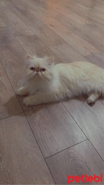 İran Kedisi (Persian), Kedi  Pasa fotoğrafı
