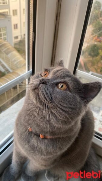 British Shorthair, Kedi  NİNJA fotoğrafı