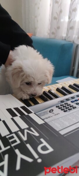 Maltese, Köpek  Mochi fotoğrafı