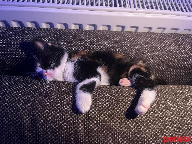 Tekir Kedi, Kedi  Bâla fotoğrafı