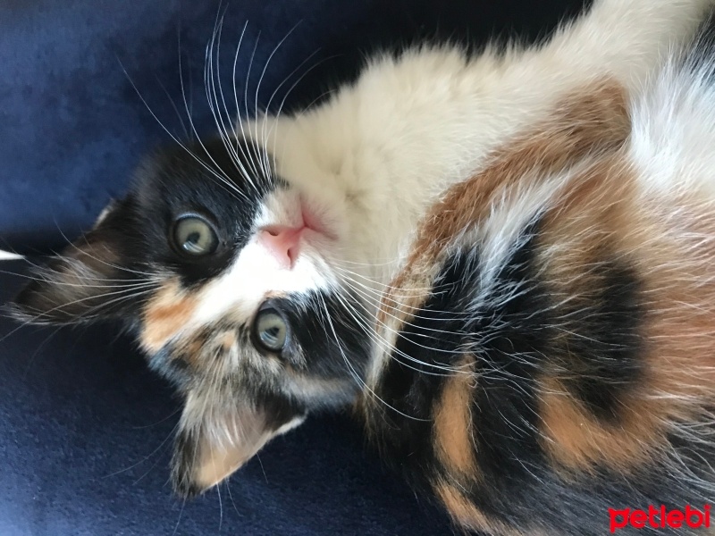 Tekir Kedi, Kedi  Bâla fotoğrafı