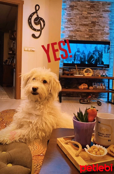 Maltese, Köpek  Picasso fotoğrafı