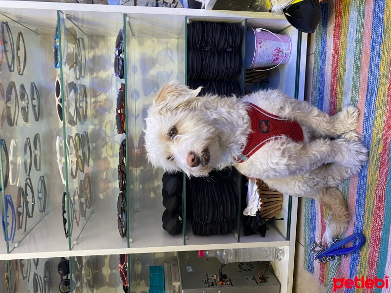 Maltese, Köpek  Picasso fotoğrafı