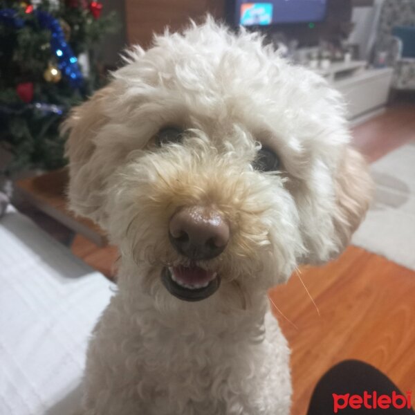 Poodle (Minyatür Kaniş), Köpek  Miço fotoğrafı