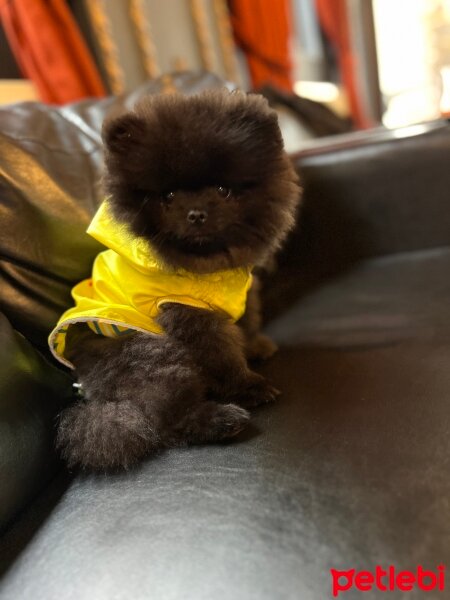 Pomeranyalı, Köpek  Zeus fotoğrafı