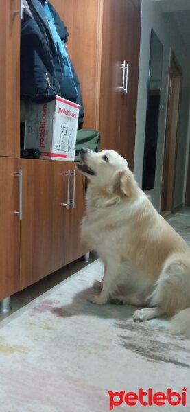 Golden Retriever, Köpek  Bal fotoğrafı