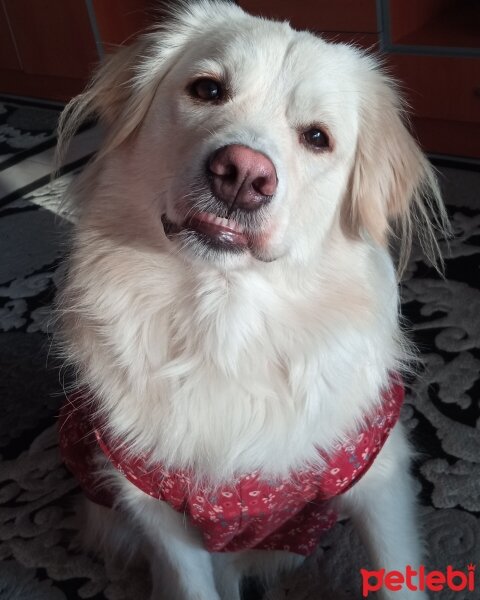 Golden Retriever, Köpek  Bal fotoğrafı