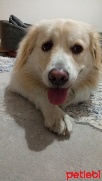 Golden Retriever, Köpek  Bal fotoğrafı