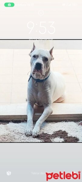 Dogo Arjantin, Köpek  Bobby fotoğrafı