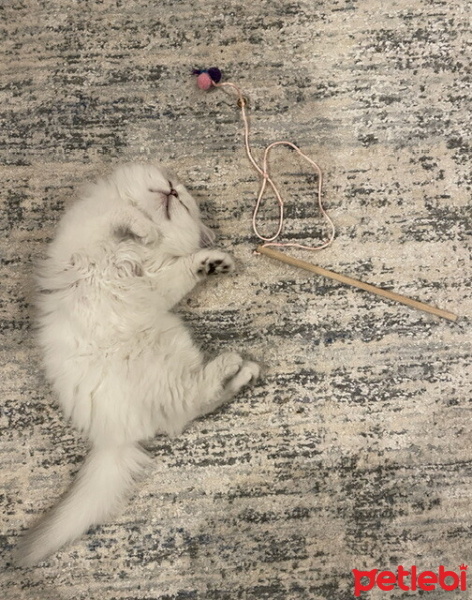 Chinchilla, Kedi  Bulut fotoğrafı