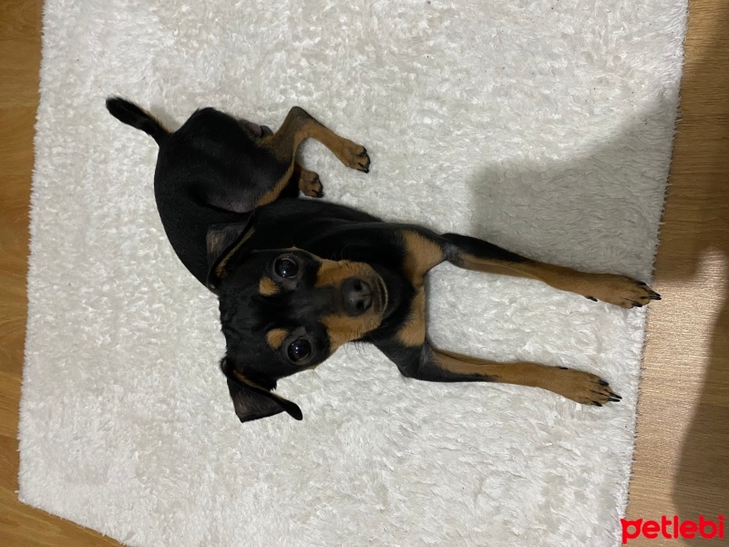 Minyatür Pinscher, Köpek  Alex fotoğrafı