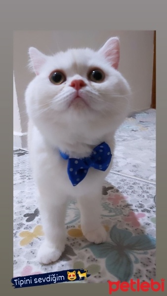 British Shorthair, Kedi  Alex fotoğrafı