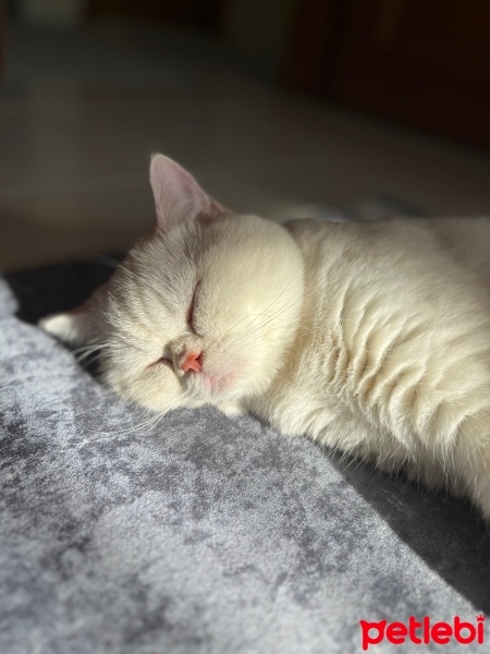 British Shorthair, Kedi  Alex fotoğrafı