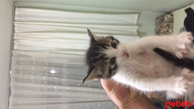Tekir Kedi, Kedi  Mario fotoğrafı