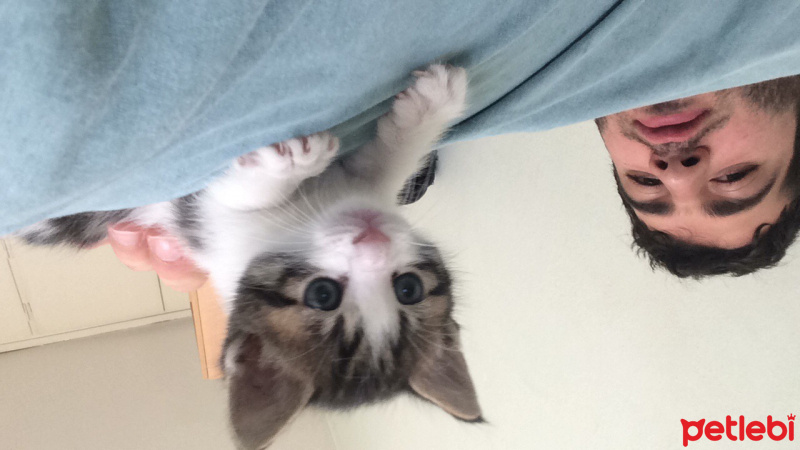 Tekir Kedi, Kedi  Mario fotoğrafı