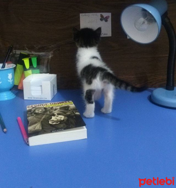 Tekir Kedi, Kedi  Mario fotoğrafı