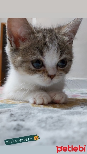 British Shorthair, Kedi  Mia fotoğrafı
