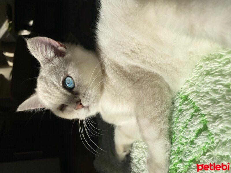 Burmilla (Silver Burmese), Kedi  Leo fotoğrafı