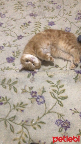 Exotic Shorthair, Kedi  Şanslı fotoğrafı