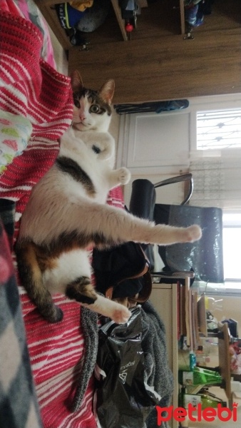 Tekir Kedi, Kedi  Şesu fotoğrafı