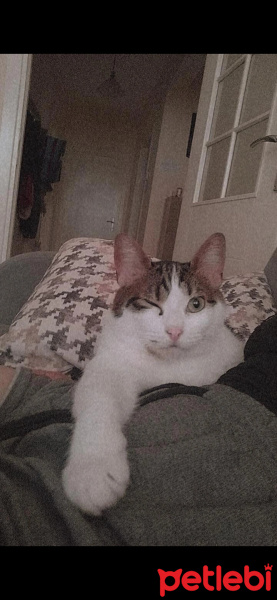 Tekir Kedi, Kedi  Şesu fotoğrafı
