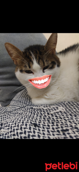 Tekir Kedi, Kedi  Şesu fotoğrafı