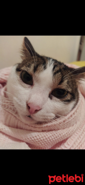 Tekir Kedi, Kedi  Şesu fotoğrafı