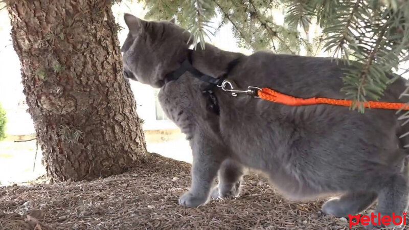 Chartreux, Kedi  chocolate fotoğrafı