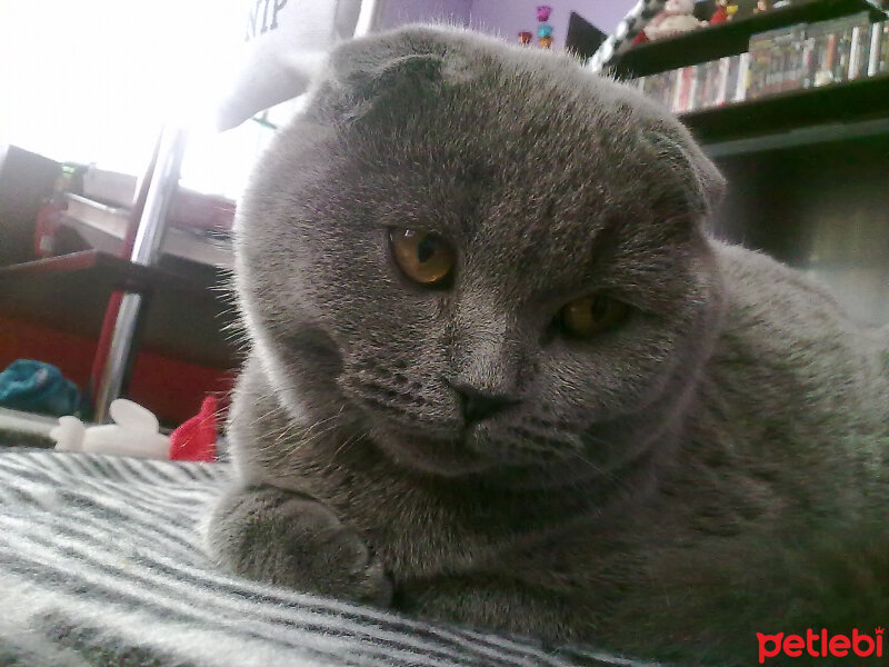 Chartreux, Kedi  chocolate fotoğrafı