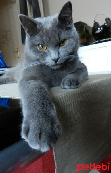 Chartreux, Kedi  chocolate fotoğrafı