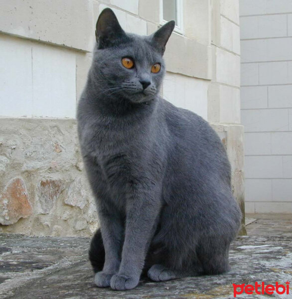 Chartreux, Kedi  chocolate fotoğrafı