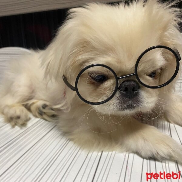 Pekingese, Köpek  Mei fotoğrafı