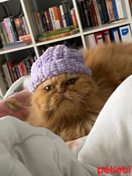 Chinchilla, Kedi  Moti fotoğrafı