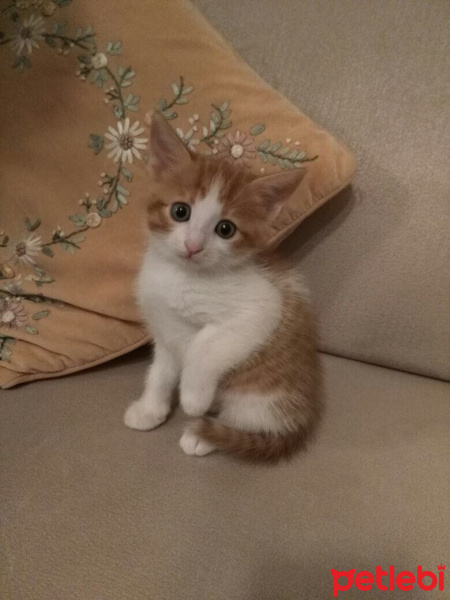 Tekir Kedi, Kedi  Gezi fotoğrafı