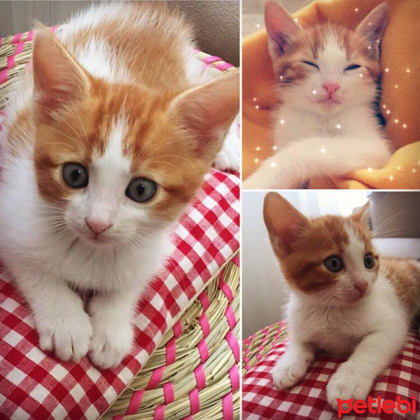 Tekir Kedi, Kedi  Gezi fotoğrafı