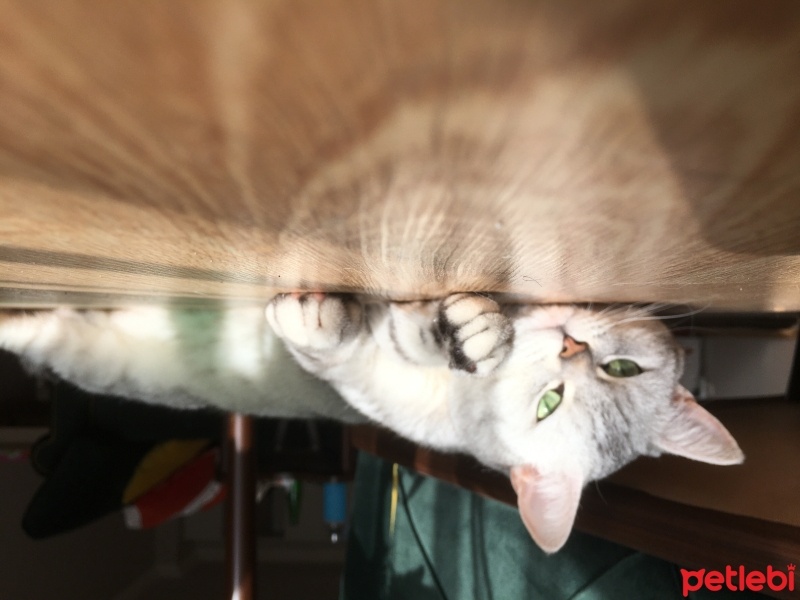 British Shorthair, Kedi  Ati fotoğrafı