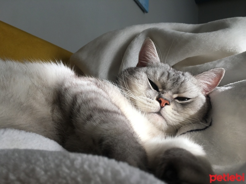 British Shorthair, Kedi  Ati fotoğrafı