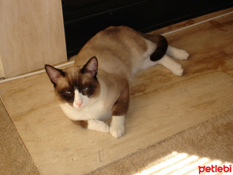 Snowshoe (Karayak), Kedi  Corby fotoğrafı