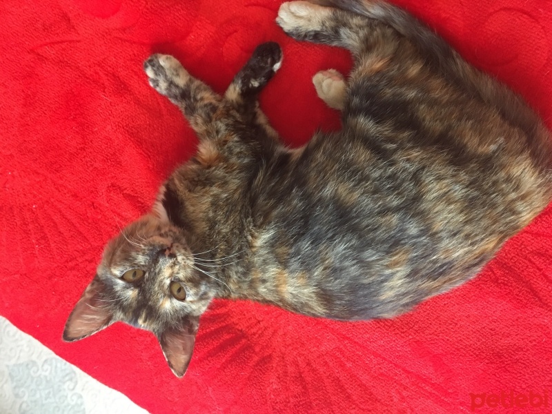 Tekir Kedi, Kedi  Bal fotoğrafı
